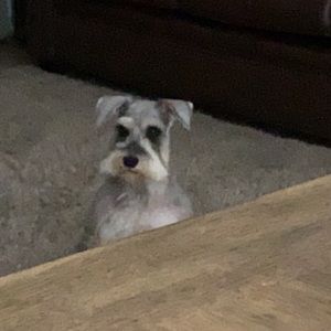 Meet your Posher, Kylee